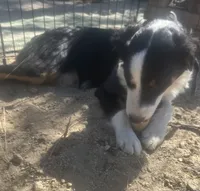 Ollie, a male Australian Shepherd and Border Collie for sale in Idyllwild-Pine Cove, CA – 9 of 10