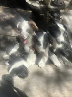 Beau( Jangles), a male Border Collie for sale in Idyllwild-Pine Cove, CA – 6 of 10