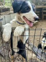 Romeo, a male Australian Shepherd and Border Collie for sale in Idyllwild-Pine Cove, CA – 3 of 10