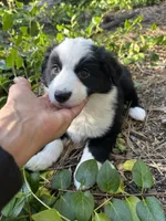 Brody, a male Australian Shepherd and Border Collie for sale in Idyllwild-Pine Cove, CA – 10 of 10