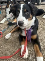 Romeo, a male Australian Shepherd and Border Collie for sale in Idyllwild-Pine Cove, CA – 6 of 10