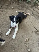 Ollie, a male Australian Shepherd and Border Collie for sale in Idyllwild-Pine Cove, CA – 8 of 10
