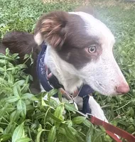 Beau( Jangles), a male Border Collie for sale in Idyllwild-Pine Cove, CA – 4 of 10