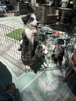 Ollie, a male Australian Shepherd and Border Collie for sale in Idyllwild-Pine Cove, CA – 6 of 10
