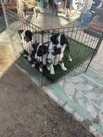 Romeo, a male Australian Shepherd and Border Collie for sale in Idyllwild-Pine Cove, CA – 10 of 10