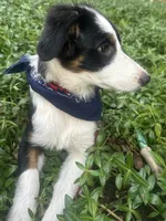 Ollie, a male Australian Shepherd and Border Collie for sale in Idyllwild-Pine Cove, CA – 5 of 10