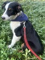 Ollie, a male Australian Shepherd and Border Collie for sale in Idyllwild-Pine Cove, CA – 2 of 10