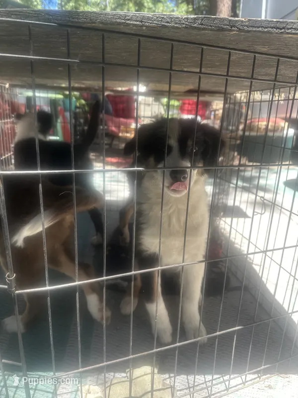 Ollie – Australian Shepherd, Border Collie puppy for sale in Idyllwild-Pine Cove, CA