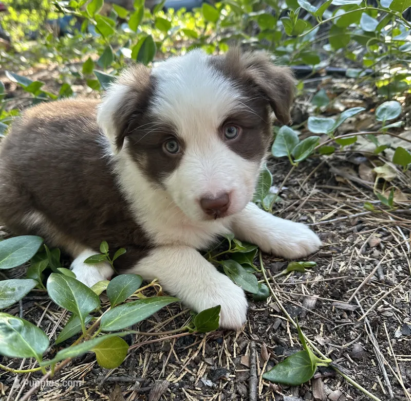 Beau( Jangles) – Border Collie puppy for sale in Idyllwild-Pine Cove, CA