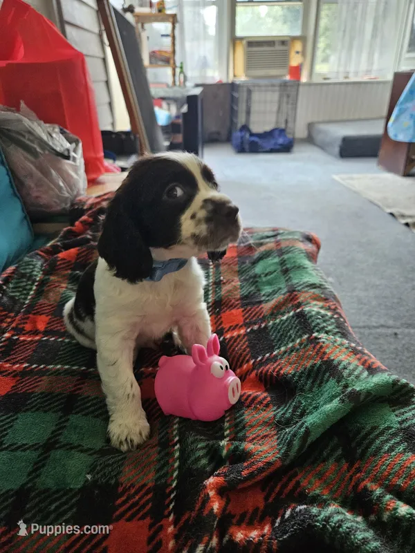 Jasper – English Springer Spaniel puppy for sale in Corry, PA