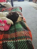 Jax, a male English Springer Spaniel for sale in Corry, PA – 3 of 3