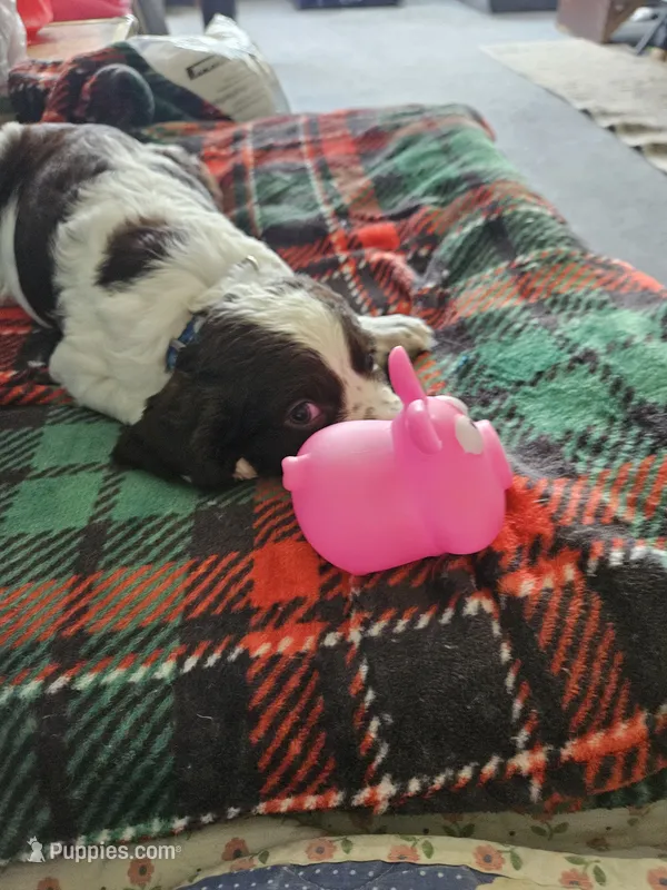 Jax – English Springer Spaniel puppy for sale in Corry, PA