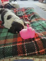 Jax, a male English Springer Spaniel for sale in Corry, PA – 1 of 3
