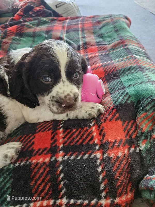 Peanut – English Springer Spaniel puppy for sale in Corry, PA