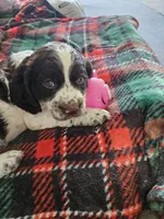 Peanut, a male English Springer Spaniel for sale in Corry, PA – 4 of 4