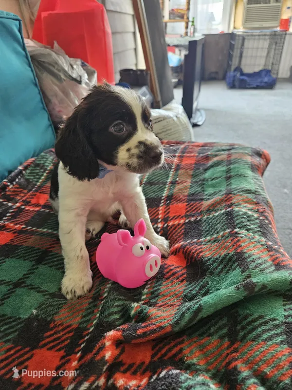 Lily – English Springer Spaniel puppy for sale in Corry, PA