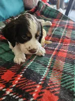Patch, a male English Springer Spaniel for sale in Corry, PA – 2 of 3