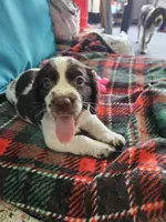 Lily, a female English Springer Spaniel for sale in Corry, PA – 3 of 3