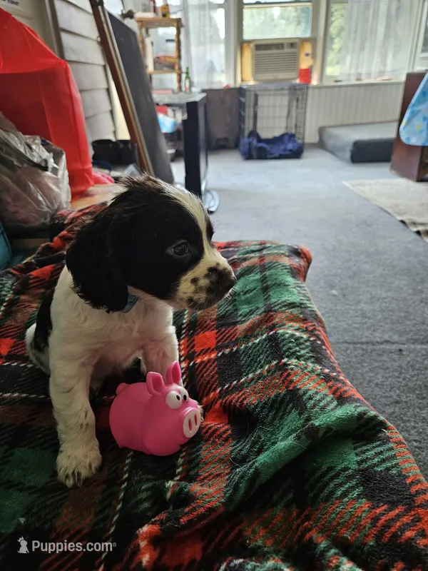 Oreo – English Springer Spaniel puppy for sale in Corry, PA