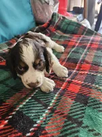 Patch, a male English Springer Spaniel for sale in Corry, PA – 3 of 3