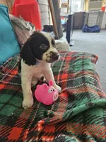 Jasper, a male English Springer Spaniel for sale in Corry, PA – 2 of 2