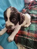 Lily, a female English Springer Spaniel for sale in Corry, PA – 2 of 3