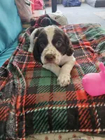 Jax, a male English Springer Spaniel for sale in Corry, PA – 2 of 3