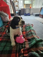 Peanut, a male English Springer Spaniel for sale in Corry, PA – 3 of 4