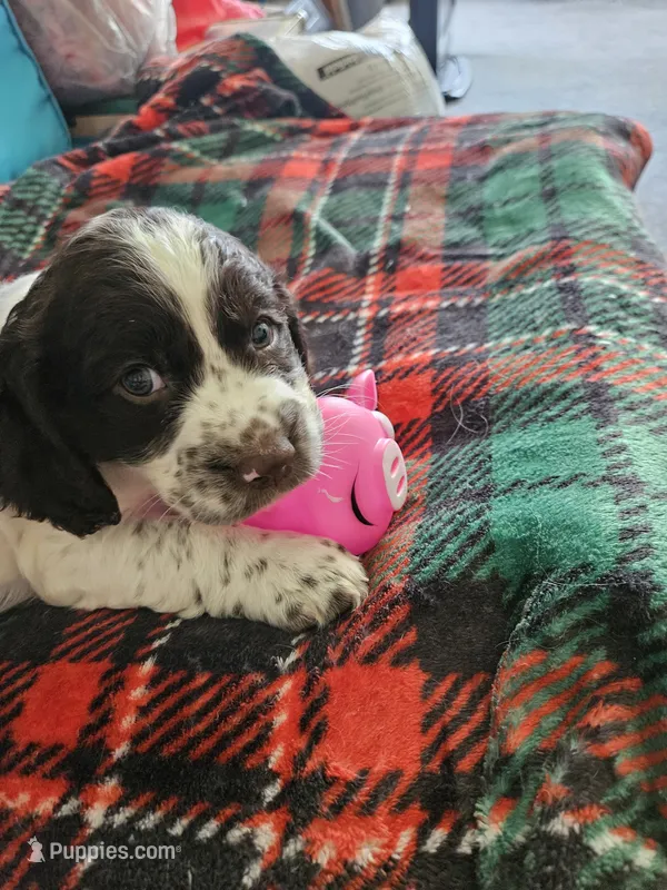 Peanut – English Springer Spaniel puppy for sale in Corry, PA