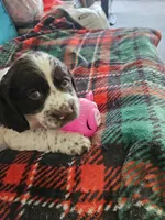Peanut, a male English Springer Spaniel for sale in Corry, PA – 1 of 4