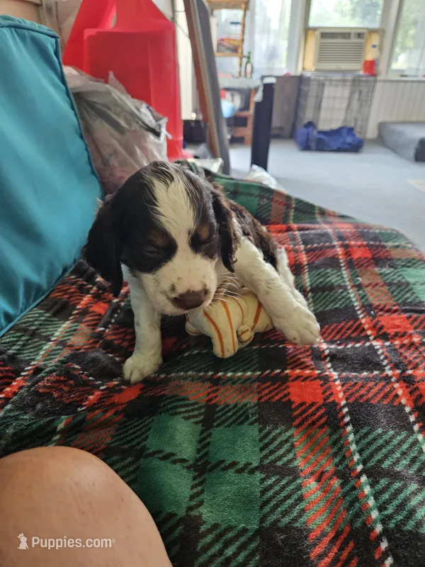 Patch – English Springer Spaniel puppy for sale in Corry, PA