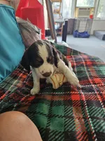 Patch, a male English Springer Spaniel for sale in Corry, PA – 1 of 3