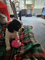 Peanut, a male English Springer Spaniel for sale in Corry, PA – 2 of 4