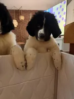 Bisou , a female Newfoundland and Saint Bernard for sale in Seattle, WA – Photo 1 of 2