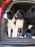 Bisou , a female Newfoundland and Saint Bernard for sale in Seattle, WA – Photo 2 of 2