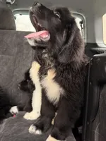 Yorkshire Pudding, a male Newfoundland and Saint Bernard for sale in Seattle, WA – Photo 1 of 4