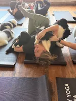 Yorkshire Pudding, a male Newfoundland and Saint Bernard for sale in Seattle, WA – Photo 4 of 4