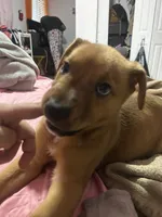 Coco, a male German Shepherd Dog and Labrador Retriever for sale in Homestead, FL – 5 of 5