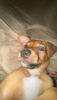 Coco, a male German Shepherd Dog and Labrador Retriever for sale in Homestead, FL – 2 of 5