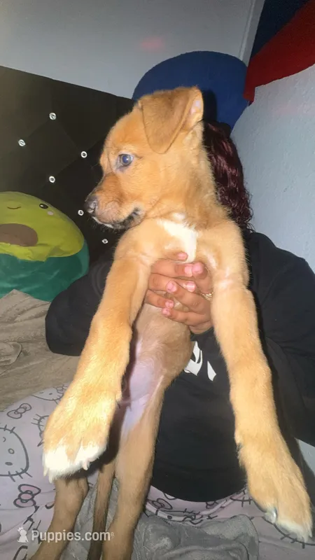 Coco – German Shepherd Dog, Labrador Retriever puppy for sale in Homestead, FL