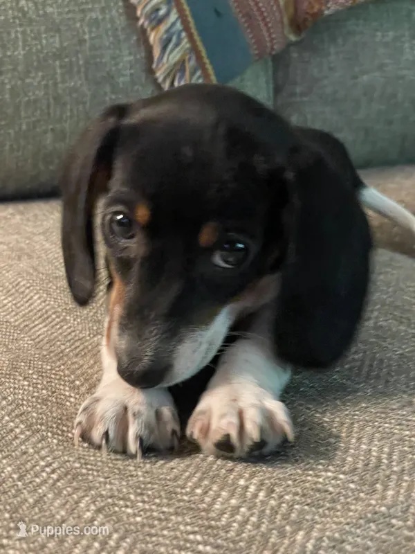 Dixie – Dachshund puppy for sale in Winston-Salem, NC