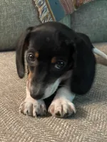 Dixie, a female Dachshund for sale in Winston-Salem, NC – 1 of 2