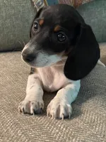 Dixie, a female Dachshund for sale in Winston-Salem, NC – 2 of 2