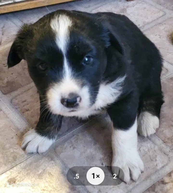 black bi colored female