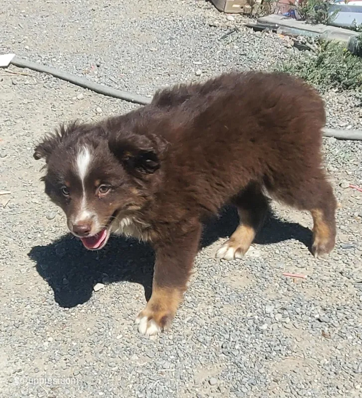 red tri male – Australian Shepherd, Miniature Australian Shepherd puppy for sale in Delta, CO