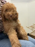        Archie, a male Cockapoo and Poodle - Miniature  for sale in Rosenberg, TX – 5 of 9
