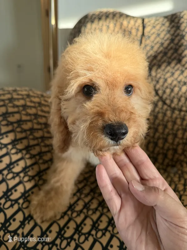     Daisy – Cockapoo, Poodle - Miniature  puppy for sale in Rosenberg, TX