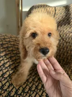     Daisy, a female Cockapoo and Poodle - Miniature  for sale in Rosenberg, TX – 1 of 9
