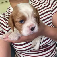 AKC Buddy, a male Cavalier King Charles Spaniel for sale in Rosenberg, TX – 2 of 9