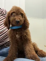     Cooper, a male Cockapoo and Poodle - Miniature  for sale in Rosenberg, TX – 8 of 8